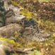 Черевики чоловічі Zamberlan LEOPARD GTX RR WL, camouflage, 46 (1213PM0GWL 0C 46)