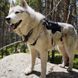 Рюкзак для собак Ultimate Direction Dog Vest V2, onyx, L (054003855310)