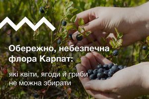 Обережно, небезпечна флора Карпат: які квіти, ягоди й гриби не можна збирати