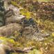 Ботинки мужские Zamberlan LYNX MID GTX RR WL, camouflage, 45 (1214PM0GWL 0C 45)