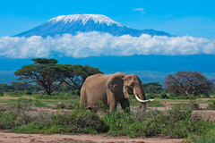 Чек-лист: Килиманджаро