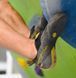 Скельні туфлі La Sportiva Theory, Black/Yellow, 43 (LS 20W999100 -43)
