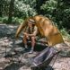 Палатка одноместная Naturehike NH22ZP020, Brown (6927595799000)