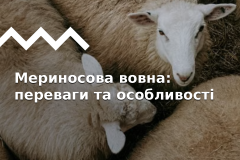 Мериносова вовна в одязі для аутдору: особливості та переваги