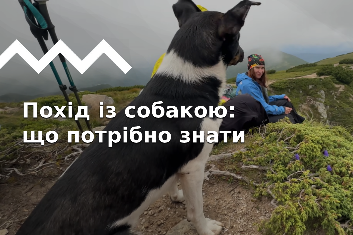 Йдемо в похід із собакою: що треба знати